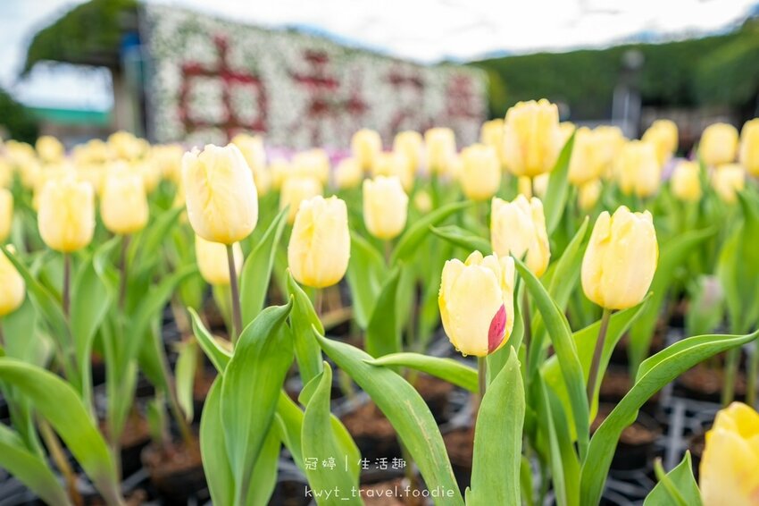 LINE_ALBUM_台中網美景點-中社觀光花市花海-鬱金香季_220125_10.jpg
