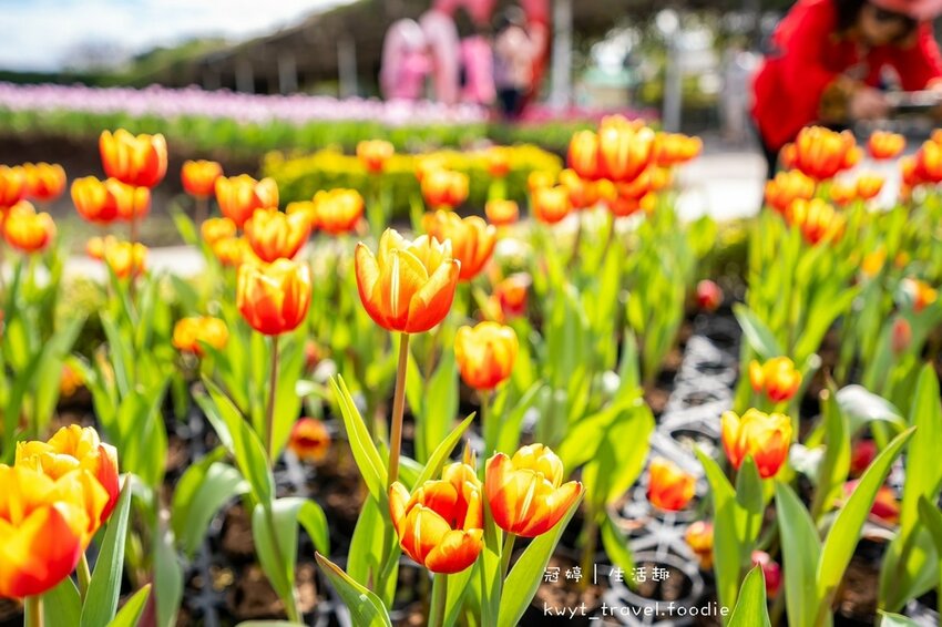 LINE_ALBUM_台中網美景點-中社觀光花市花海-鬱金香季_220125_50.jpg