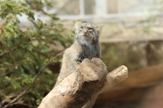 食蟻獸寶每天討抱賣萌 水豚君療癒互動 2022年必看日本神戶陸.海.空四大親子旅遊亮點