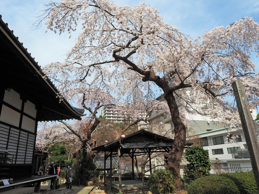 2022年日本神戶春爛漫〜名湯古街、瀨戶內海、櫻花與電車 6大場景賞櫻7選