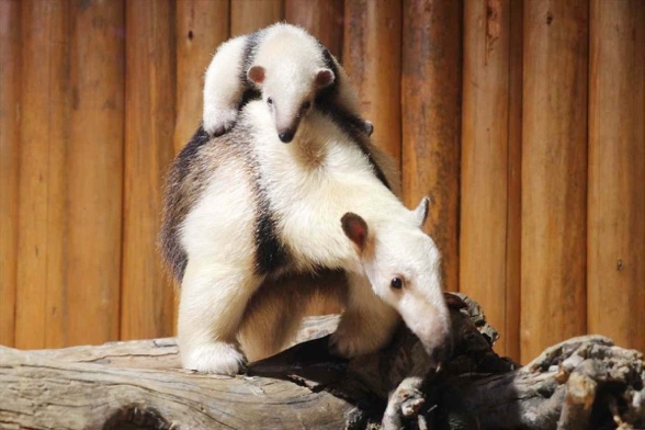 食蟻獸寶每天討抱賣萌 水豚君療癒互動 2022年必看日本神戶陸.海.空四大親子旅遊亮點