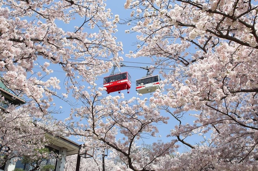 2022年日本神戶春爛漫〜名湯古街、瀨戶內海、櫻花與電車 6大場景賞櫻7選