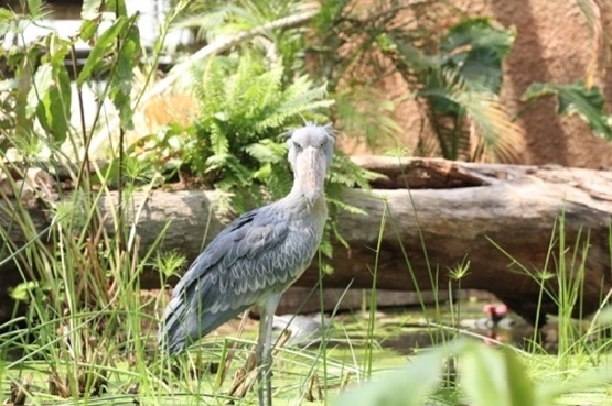 食蟻獸寶每天討抱賣萌 水豚君療癒互動 2022年必看日本神戶陸.海.空四大親子旅遊亮點