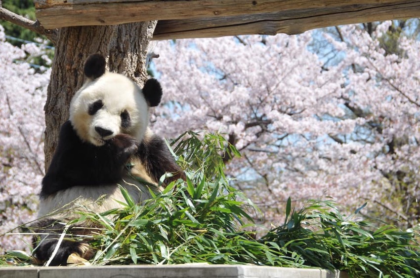 2022年日本神戶春爛漫〜名湯古街、瀨戶內海、櫻花與電車 6大場景賞櫻7選