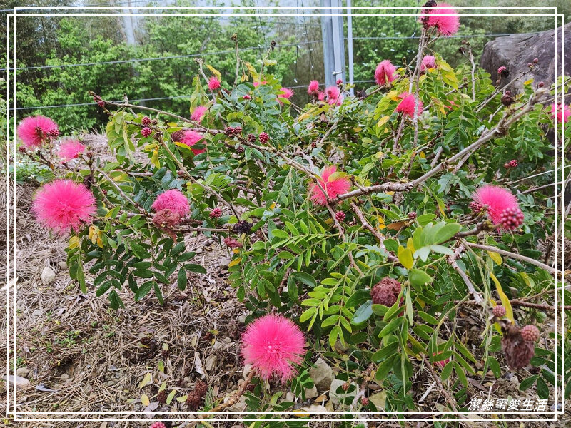 仙境露營區-新竹尖石/NO.33露(2022.03.05-06)