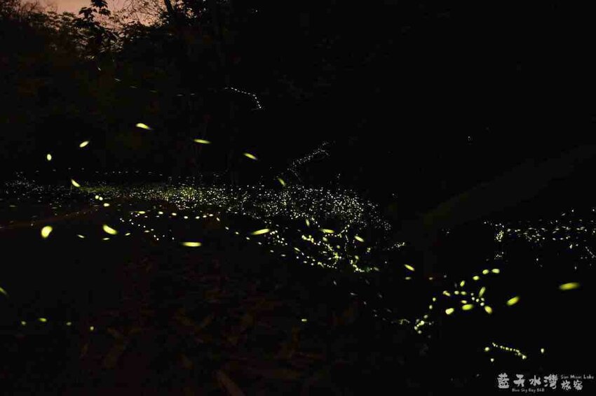 2022南投螢火蟲景點 ︱日月潭螢火蟲