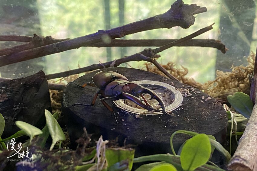 新北景點／烏來老街與烏來瀑布－原民特色山產小吃、烏來台車、溫泉街玩透透