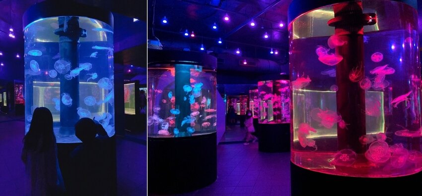 水族館的水母 水族館的水母