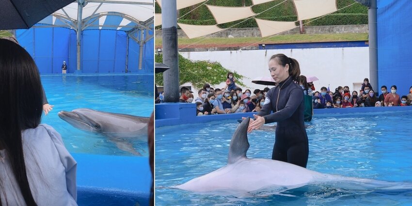 海豚淺灘見面會 可愛的海豚表演