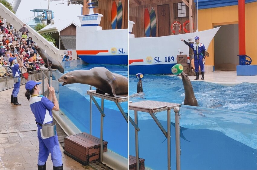 海獅巡警隊 海獅巡警隊