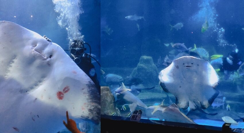 眨眼的魟魚 眨眼的魟魚