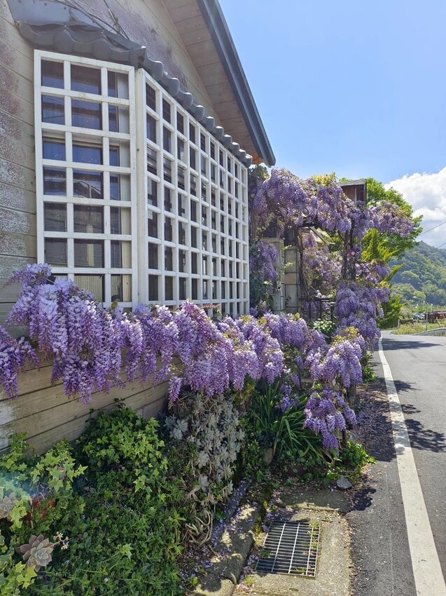 【台中.和平區】福壽山農場四月限定美景賞蘋果花+梨花+紫藤+小葉楓樹。遊客少漫步蘋果園超悠閒