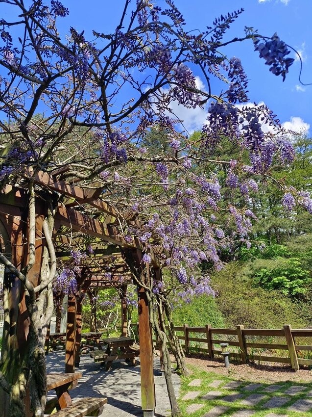 【台中.和平區】福壽山農場四月限定美景賞蘋果花+梨花+紫藤+小葉楓樹。遊客少漫步蘋果園超悠閒
