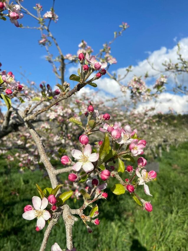 【台中.和平區】福壽山農場四月限定美景賞蘋果花+梨花+紫藤+小葉楓樹。遊客少漫步蘋果園超悠閒