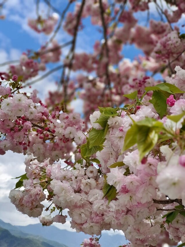【台中.和平區】福壽山農場四月限定美景賞蘋果花+梨花+紫藤+小葉楓樹。遊客少漫步蘋果園超悠閒
