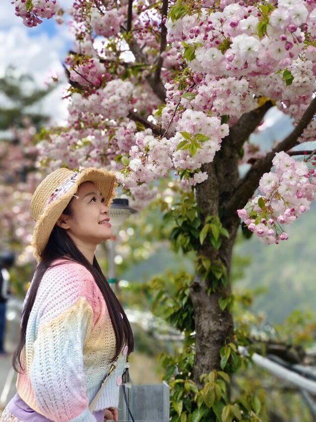 【台中.和平區】福壽山農場四月限定美景賞蘋果花+梨花+紫藤+小葉楓樹。遊客少漫步蘋果園超悠閒