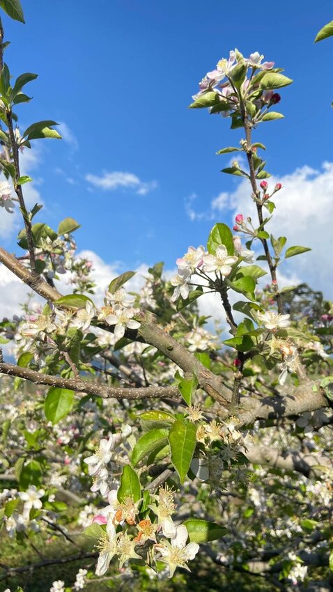 【台中.和平區】福壽山農場四月限定美景賞蘋果花+梨花+紫藤+小葉楓樹。遊客少漫步蘋果園超悠閒