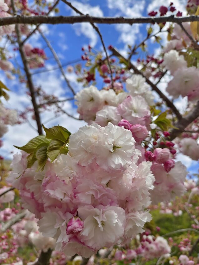 【台中.和平區】福壽山農場四月限定美景賞蘋果花+梨花+紫藤+小葉楓樹。遊客少漫步蘋果園超悠閒