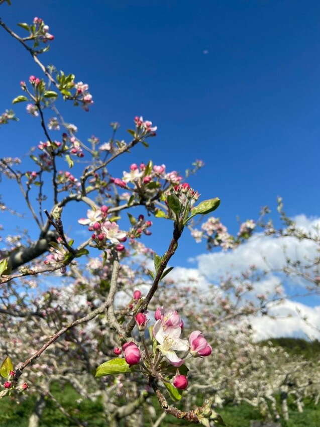 【台中.和平區】福壽山農場四月限定美景賞蘋果花+梨花+紫藤+小葉楓樹。遊客少漫步蘋果園超悠閒