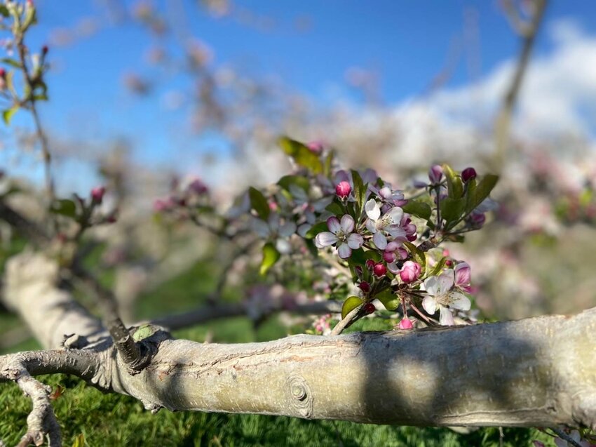 【台中.和平區】福壽山農場四月限定美景賞蘋果花+梨花+紫藤+小葉楓樹。遊客少漫步蘋果園超悠閒