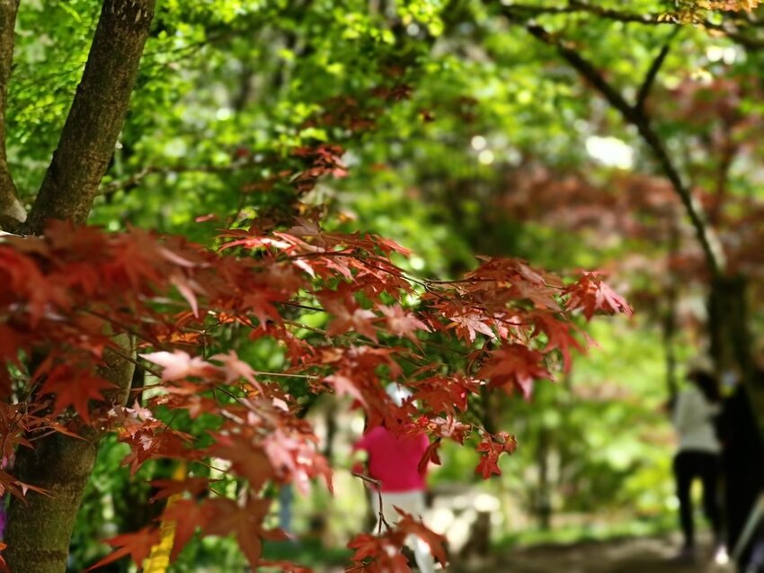 【台中.和平區】福壽山農場四月限定美景賞蘋果花+梨花+紫藤+小葉楓樹。遊客少漫步蘋果園超悠閒