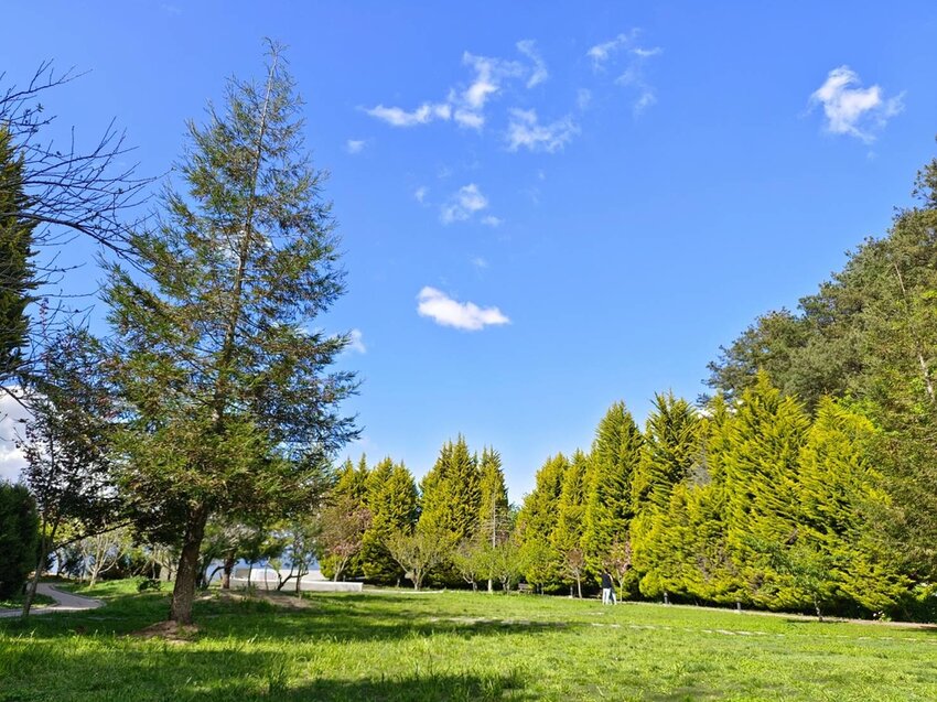 【台中.和平區】福壽山農場四月限定美景賞蘋果花+梨花+紫藤+小葉楓樹。遊客少漫步蘋果園超悠閒