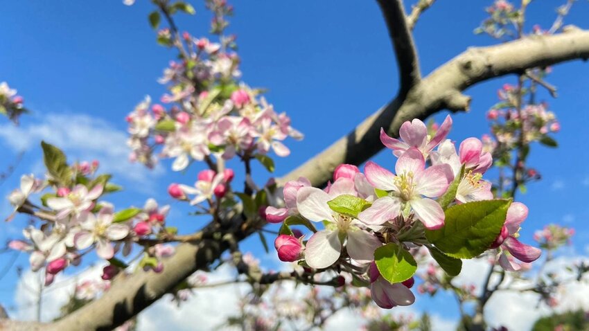 【台中.和平區】福壽山農場四月限定美景賞蘋果花+梨花+紫藤+小葉楓樹。遊客少漫步蘋果園超悠閒