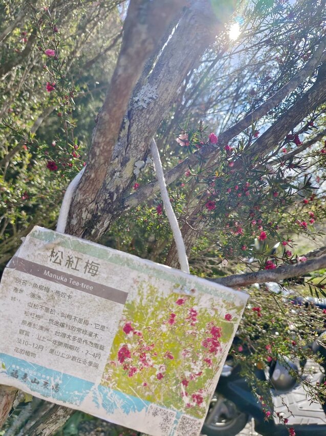 【台中.和平區】福壽山農場四月限定美景賞蘋果花+梨花+紫藤+小葉楓樹。遊客少漫步蘋果園超悠閒