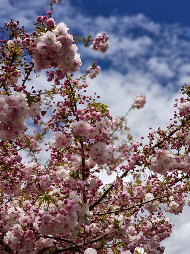 【台中.和平區】福壽山農場四月限定美景賞蘋果花+梨花+紫藤+小葉楓樹。遊客少漫步蘋果園超悠閒
