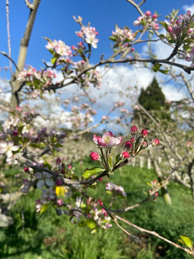 【台中.和平區】福壽山農場四月限定美景賞蘋果花+梨花+紫藤+小葉楓樹。遊客少漫步蘋果園超悠閒