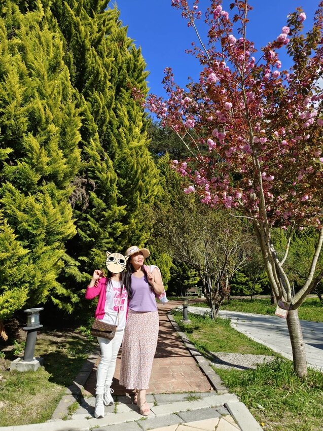 【台中.和平區】福壽山農場四月限定美景賞蘋果花+梨花+紫藤+小葉楓樹。遊客少漫步蘋果園超悠閒
