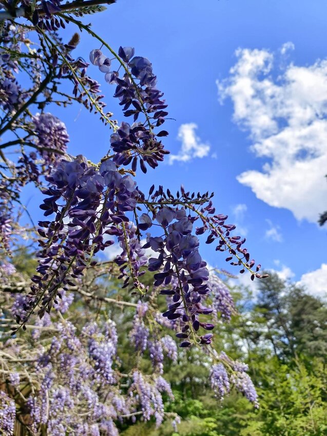 【台中.和平區】福壽山農場四月限定美景賞蘋果花+梨花+紫藤+小葉楓樹。遊客少漫步蘋果園超悠閒