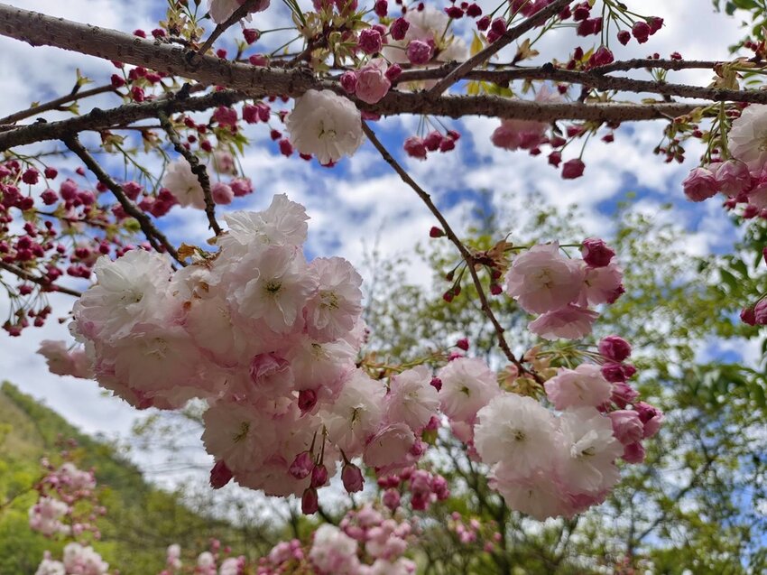 【台中.和平區】福壽山農場四月限定美景賞蘋果花+梨花+紫藤+小葉楓樹。遊客少漫步蘋果園超悠閒