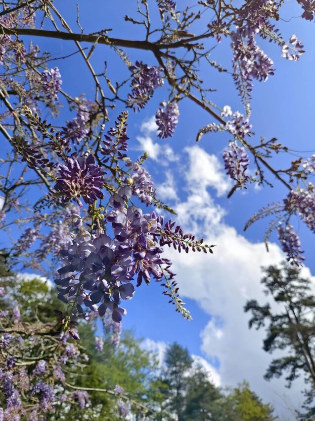 【台中.和平區】福壽山農場四月限定美景賞蘋果花+梨花+紫藤+小葉楓樹。遊客少漫步蘋果園超悠閒
