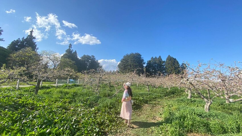 【台中.和平區】福壽山農場四月限定美景賞蘋果花+梨花+紫藤+小葉楓樹。遊客少漫步蘋果園超悠閒