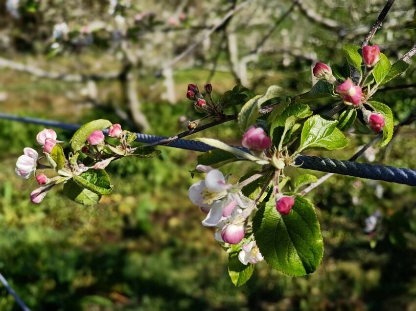 【台中.和平區】福壽山農場四月限定美景賞蘋果花+梨花+紫藤+小葉楓樹。遊客少漫步蘋果園超悠閒