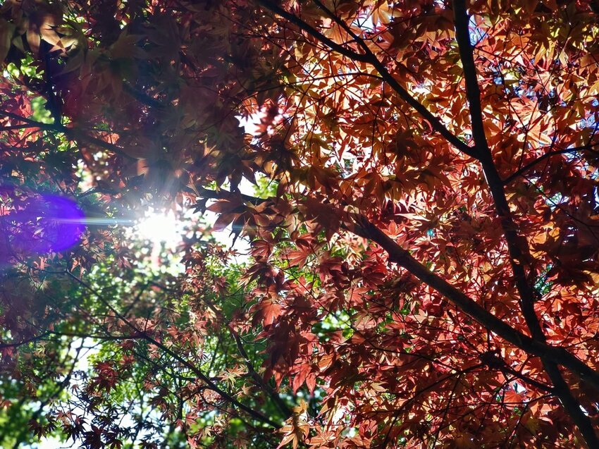 【台中.和平區】福壽山農場四月限定美景賞蘋果花+梨花+紫藤+小葉楓樹。遊客少漫步蘋果園超悠閒