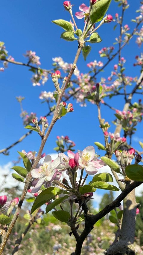 【台中.和平區】福壽山農場四月限定美景賞蘋果花+梨花+紫藤+小葉楓樹。遊客少漫步蘋果園超悠閒