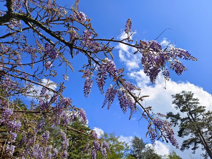 【台中.和平區】福壽山農場四月限定美景賞蘋果花+梨花+紫藤+小葉楓樹。遊客少漫步蘋果園超悠閒
