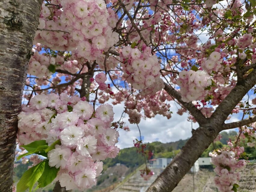 【台中.和平區】福壽山農場四月限定美景賞蘋果花+梨花+紫藤+小葉楓樹。遊客少漫步蘋果園超悠閒