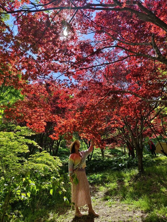 【台中.和平區】福壽山農場四月限定美景賞蘋果花+梨花+紫藤+小葉楓樹。遊客少漫步蘋果園超悠閒
