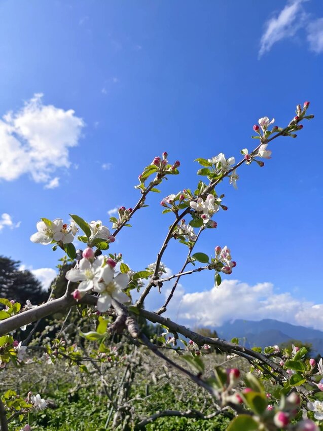 【台中.和平區】福壽山農場四月限定美景賞蘋果花+梨花+紫藤+小葉楓樹。遊客少漫步蘋果園超悠閒