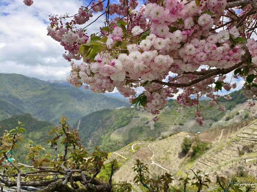 【台中.和平區】福壽山農場四月限定美景賞蘋果花+梨花+紫藤+小葉楓樹。遊客少漫步蘋果園超悠閒