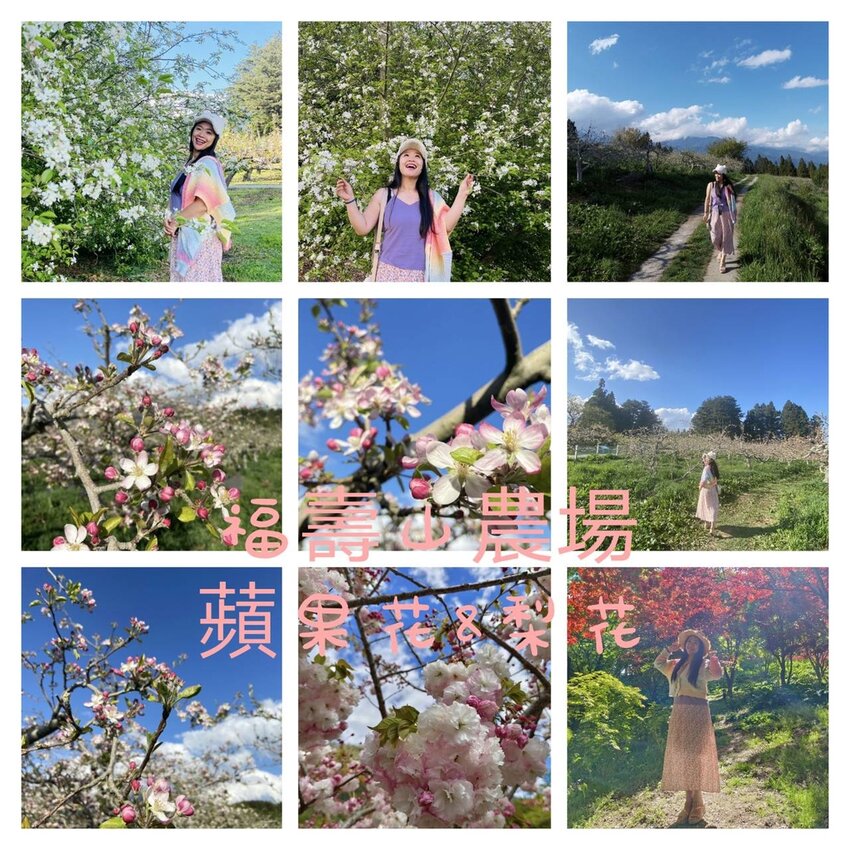 【台中.和平區】福壽山農場四月限定美景賞蘋果花+梨花+紫藤+小葉楓樹。遊客少漫步蘋果園超悠閒