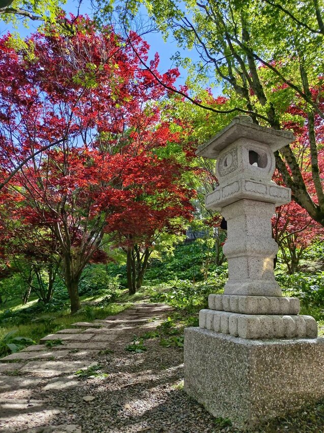 【台中.和平區】福壽山農場四月限定美景賞蘋果花+梨花+紫藤+小葉楓樹。遊客少漫步蘋果園超悠閒