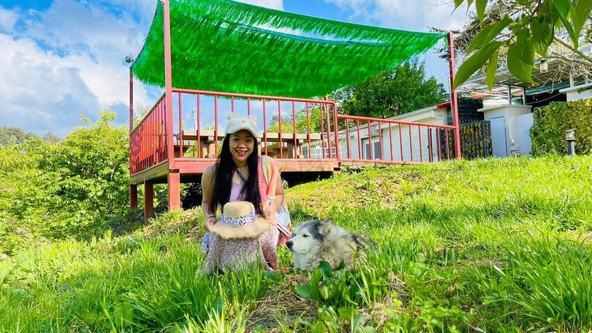 【台中.和平區】福壽山農場四月限定美景賞蘋果花+梨花+紫藤+小葉楓樹。遊客少漫步蘋果園超悠閒