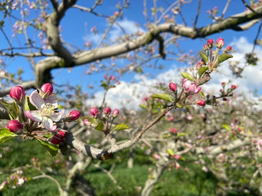 【台中.和平區】福壽山農場四月限定美景賞蘋果花+梨花+紫藤+小葉楓樹。遊客少漫步蘋果園超悠閒