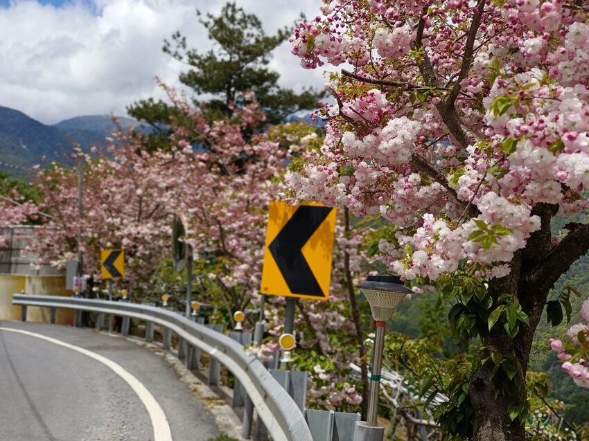 【台中.和平區】福壽山農場四月限定美景賞蘋果花+梨花+紫藤+小葉楓樹。遊客少漫步蘋果園超悠閒