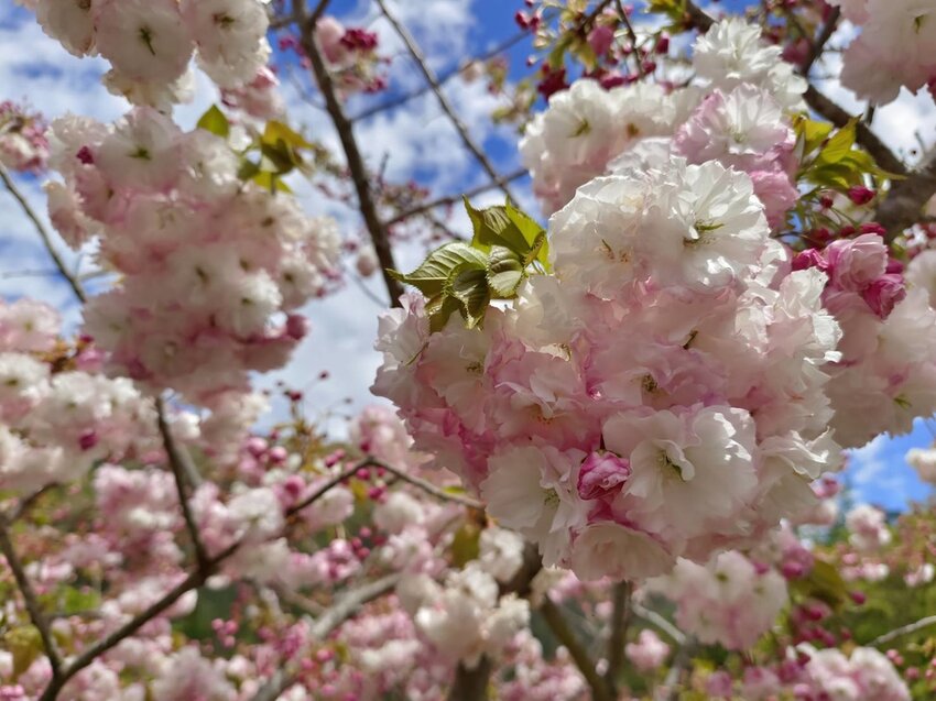 【台中.和平區】福壽山農場四月限定美景賞蘋果花+梨花+紫藤+小葉楓樹。遊客少漫步蘋果園超悠閒