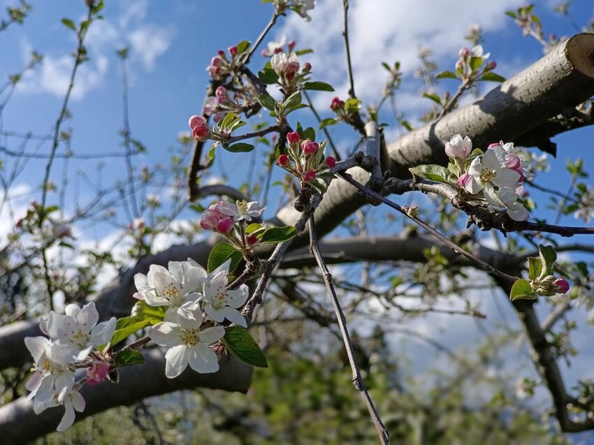 【台中.和平區】福壽山農場四月限定美景賞蘋果花+梨花+紫藤+小葉楓樹。遊客少漫步蘋果園超悠閒